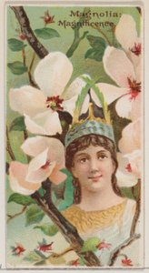 Magnolia: Magnificence, from the series Floral Beauties and Language of Flowers
