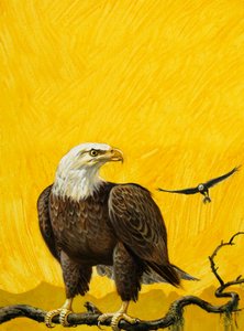 Eagle