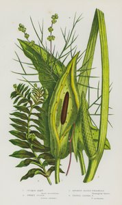 Flowering Plants of Great Britain: Cuckoo Pint, Sweet Sedge, Opposite Leaved Pondweed, Fennel Leaved Pondweed