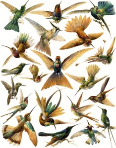 Humming Birds
