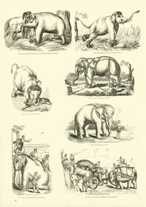 Page from The Pictorial Museum of Animated Nature