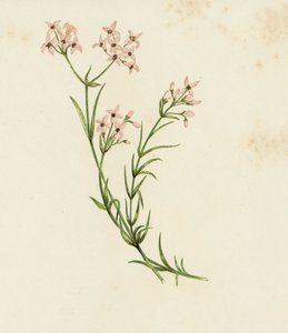 Small Woodruff, Asperula Cynanchica