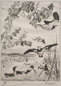 Lapwings and Teals