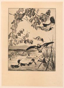 Lapwings and Teal