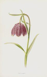 Fritillary