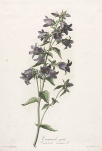 Flowers Drawn from Nature: Bellflower by Gerard van Spaendonck
