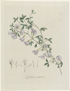 Purple Broom