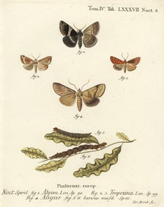 Passenger Moth, Dun-Bar, Double Dart or Soothsayer (Illustration from Die Schmetterlinge)