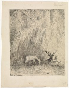 Deer in a Bohemian Forest