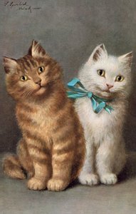 Cat postcard
