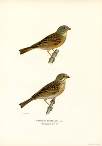 Ortolan Bunting