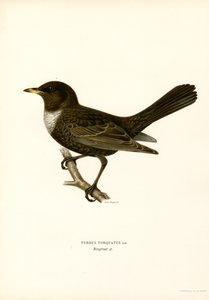 Ring Thrush