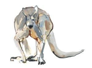 Boxer (Red Kangaroo), 2012