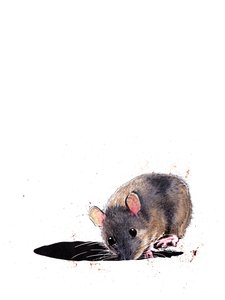 The Woodmouse