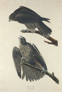 Labrador Falcon