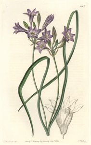 Triteleia or Brodiaea from the Botanical Register