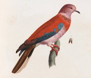 A Color Illustration of a Bird