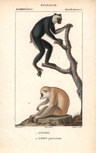 Lemurien indri indri et loris lazy