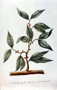 Cinnamon. 19th century herbarium
