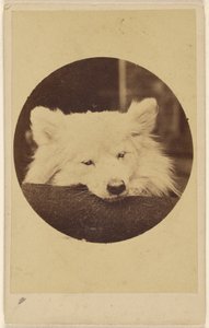 White Dog with Its Chin on a Cushion